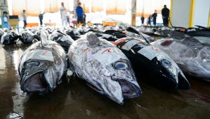 Traceability & Key Social Responsibility Indicators